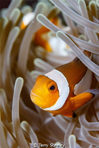Just keep swimming...
 by Terry Steeley 